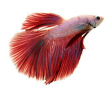 Петушок Вуалевый