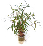 Растение Полигониум Ред стар Красная звезда (в горшке)