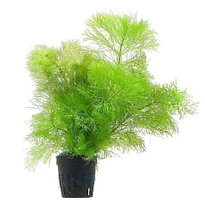 Растение Амбулия (в горшке)