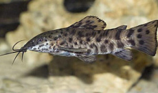 Сом Торакатум XL