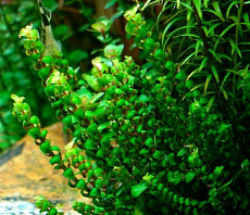 Растение Ротала Перлс (в горшке)