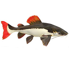 Сом краснохвостый