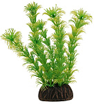 Laguna Растение 