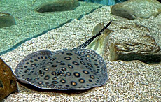 Скат Моторо (хвостокол)