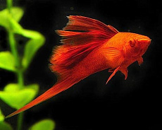 Флаговый Меченосец