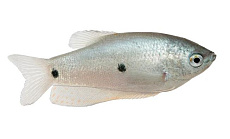 Гурами Платина