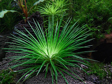 Эриокаулон синериум (в горшке)