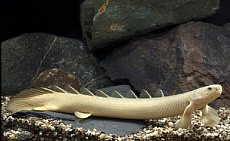 Полиптерус сенегальский