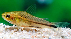 Коридорас Пигмей