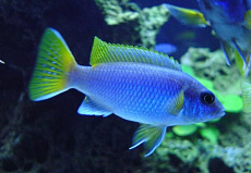 Псевдотрофеус Ацей