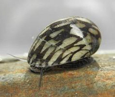 Улитка Теодоксус