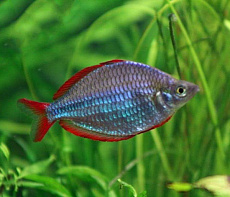 Радужница Неоновая