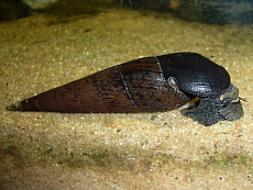 Улитка Шип дьявола