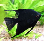 Скалярия черная