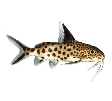 Сом Синодонтис Долматин