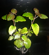 Растение Хиптис Лоренца (в горшке)