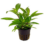 Растение Гигрофила коримбоза (в горшке)