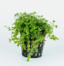 Растение Хемиантус микрантемоидес (в горшке)