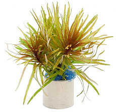 Растение Людвигия Куба (в горшке)