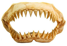 Deksi Грот Череп динозавра №1003