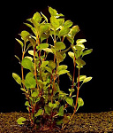 Растение Людвигия Палюстрис болотная (в горшке)