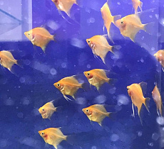 Скалярия красный фантом