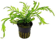 Растение Больбитис беби Лиф (в горшке)