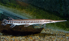 Панцирная щука