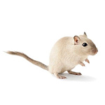 Монгольская песчанка