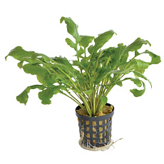 Растение Рориппа Акватика (в горшке)