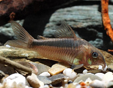 Коридорас Рабо