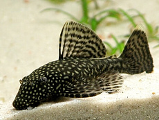 Сом Анциструс