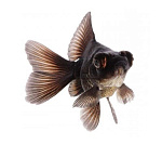 Телескоп ассорти