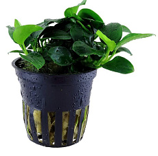 Растение Анубиас Нана петит (в горшке)