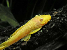 Сом Анциструс Золотой