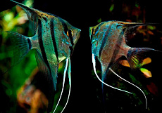 Скалярия Рио Нанай