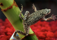 Карликовая лягушка