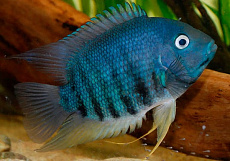 Северум голубой изумруд 