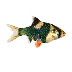 Барбус Суматранский Мшистый