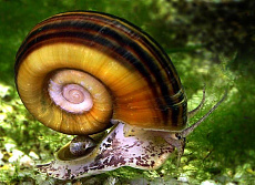 Улитка Мариза