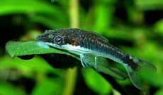 Отоцинклюс