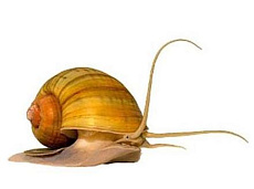 Улитка Ампулярия