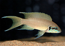 Принцесса Бурунди