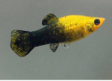 Моллинезия желто-чёрная