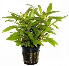 Растение Гигрофила сиамская (в горшке)