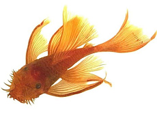 Сом Анциструс Супер Ред Вуалевый