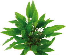 Растение Криптокорина Вендта Грин Гекко (в горшке)