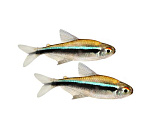 Неон (черный)