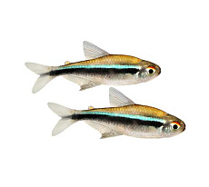 Неон (черный)