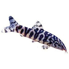 Боция мраморная